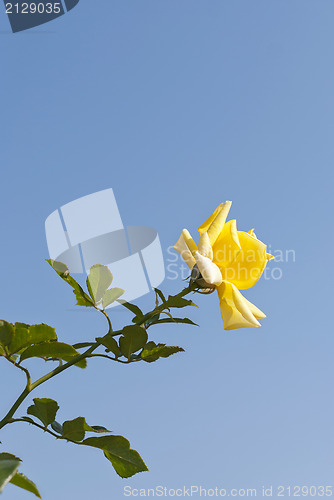 Image of Yellow Rose
