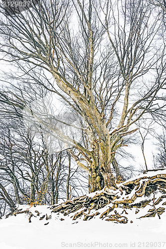 Image of winter tree