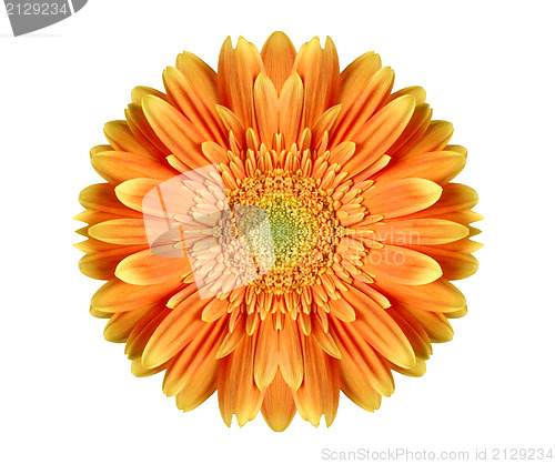 Image of Orange gerbera 