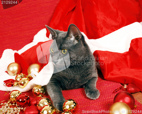 Image of Christmas cat