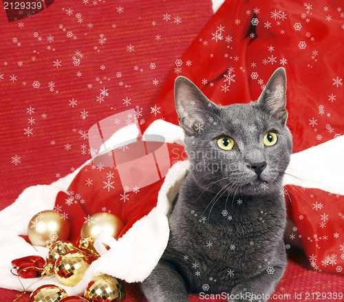 Image of Christmas cat