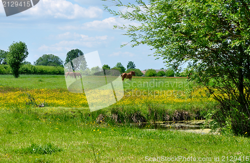 Image of Summer Landscape