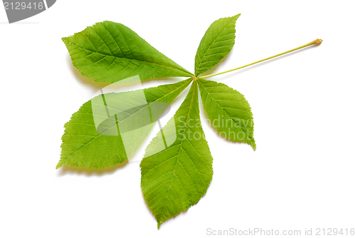 Image of Spring leaf