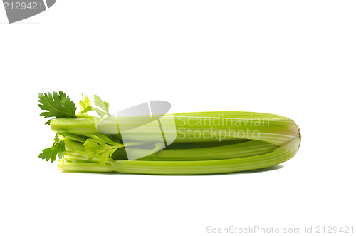 Image of Celery on White