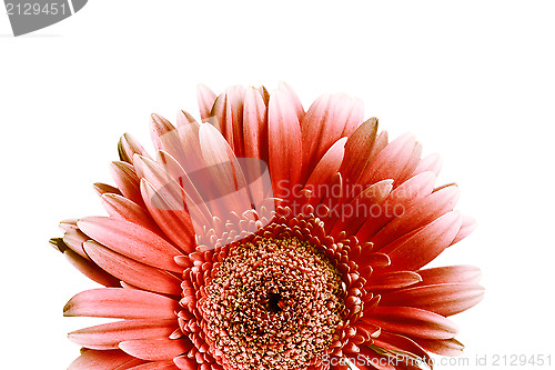 Image of Red petals
