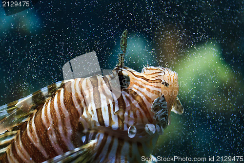 Image of Lionfish (Pterois mombasae)