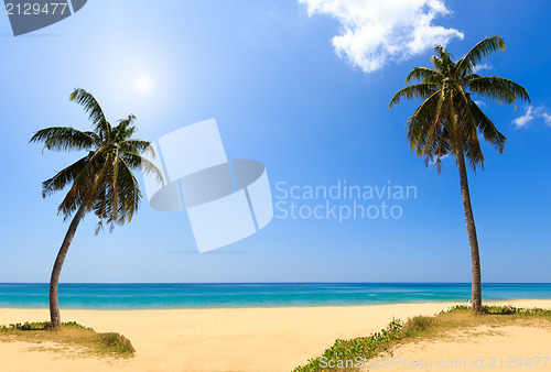 Image of sea and coconut palm