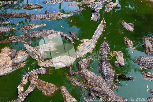 Image of Crocodiles in water