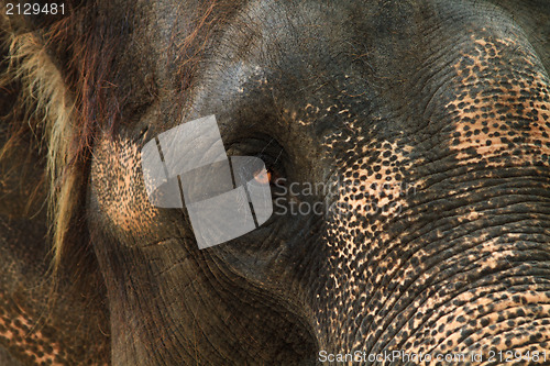 Image of asia elephant portrait