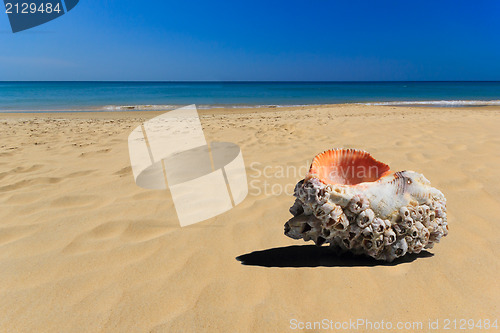 Image of Sea shell in the beach