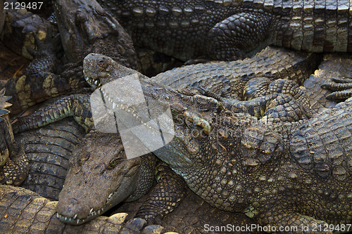 Image of Crocodiles in water