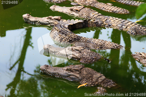 Image of Crocodiles in water