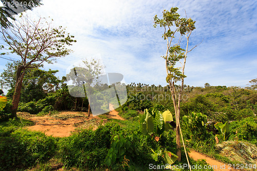 Image of Thai jungle in Phuket 