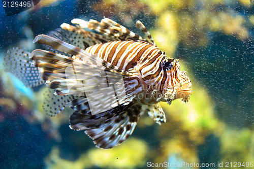 Image of Lionfish (Pterois mombasae)
