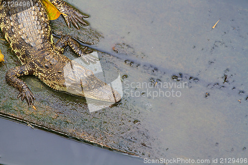 Image of Crocodiles in water