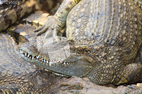 Image of Crocodiles in water