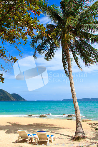 Image of sea and coconut palm