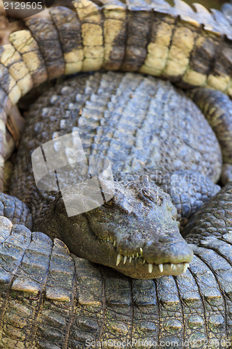 Image of Crocodiles in water