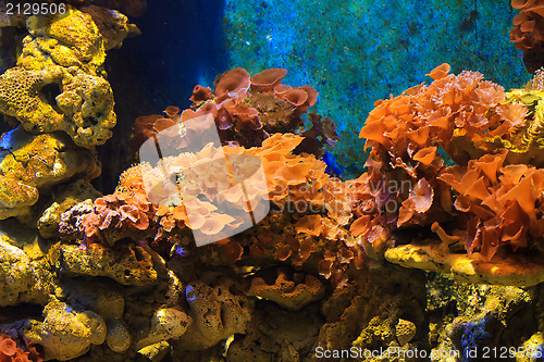 Image of Coral underwater