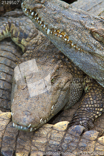 Image of Crocodiles in water