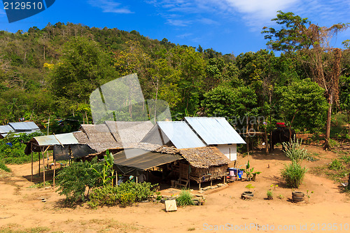 Image of Thai jungle in Phuket 