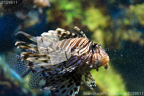 Image of Lionfish (Pterois mombasae)