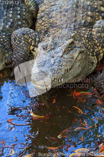 Image of Crocodiles in water