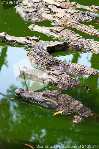Image of Crocodiles in water