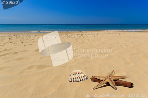 Image of Sea shell in the beach