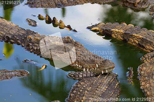 Image of Crocodiles in water