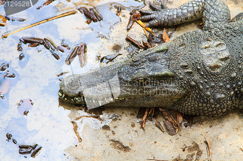 Image of Crocodiles in water