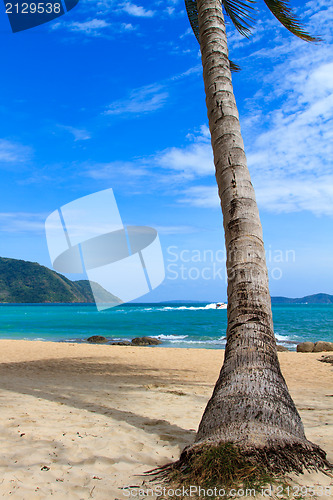 Image of sea and coconut palm