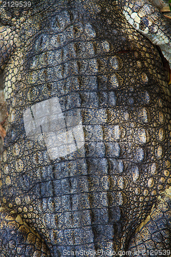 Image of Crocodiles in water