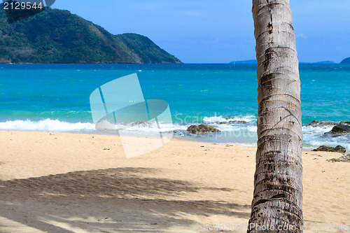 Image of sea and coconut palm