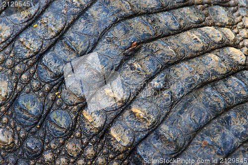 Image of Crocodiles in water