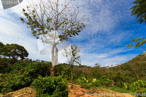 Image of Thai jungle in Phuket 