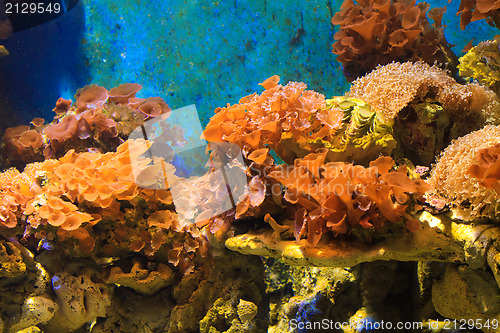 Image of Coral underwater