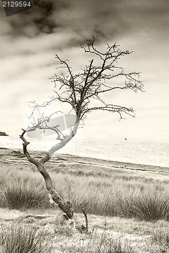 Image of Barren tree with sheeps wool toned