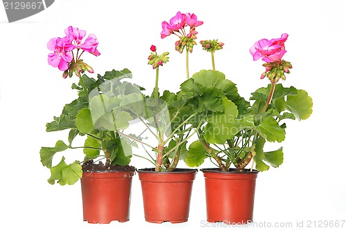 Image of three pot with pink geraniums 