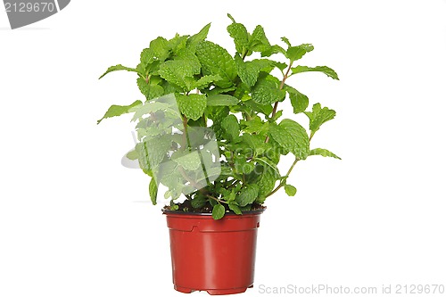 Image of Fresh mint herb on a pot over white. 