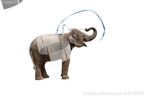 Image of Elephant isolated white background.