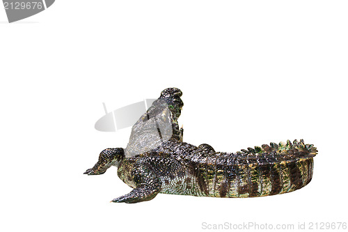 Image of Crocodile isolated on white