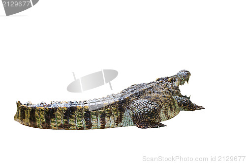 Image of Crocodile isolated on white