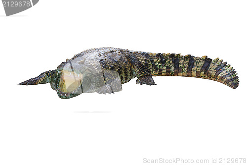 Image of Crocodile isolated on white