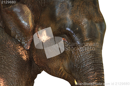 Image of Elephant isolated white background.