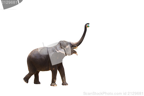 Image of Elephant isolated white background.