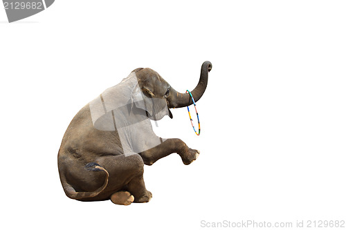 Image of Elephant isolated white background.