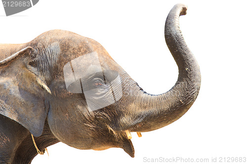 Image of Elephant isolated white background.