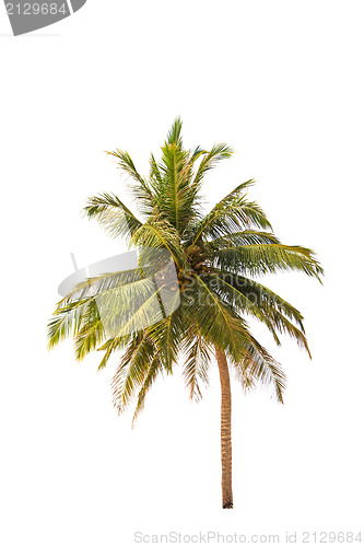 Image of Coconut tree isolated 