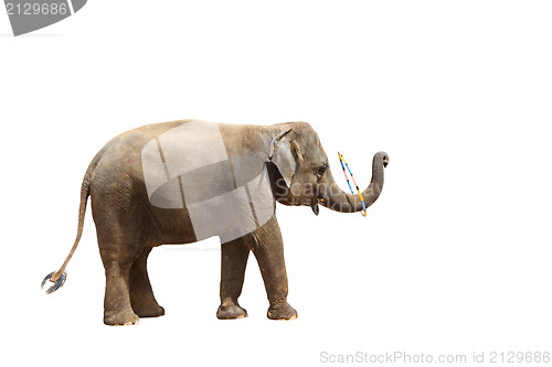 Image of Elephant isolated white background.